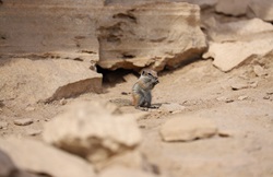 Atlashörnchen bei La Pared