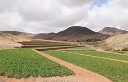 Felder auf Fuerteventura