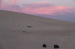 Dünen bei Corralejo