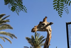 Kopf einer Giraffe
