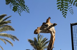 Kopf einer Giraffe